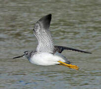 Greater Yellowlegs