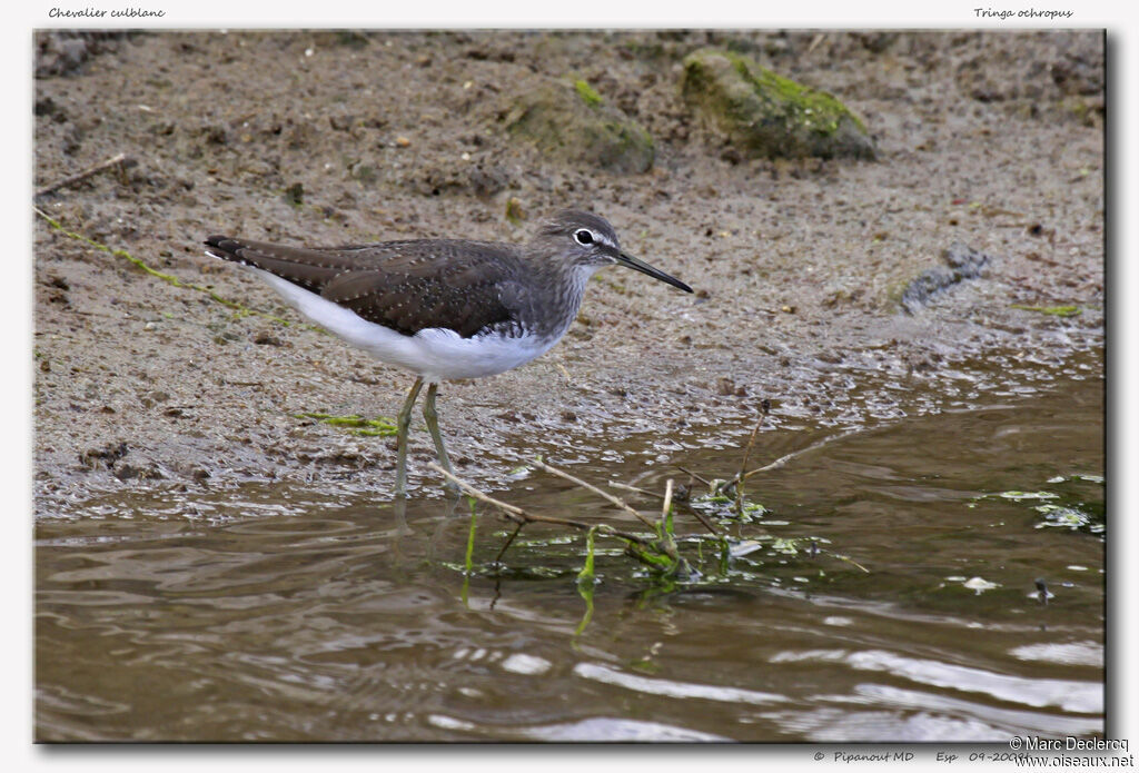 Green Sandpiper