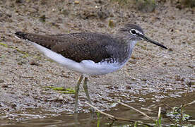 Green Sandpiper