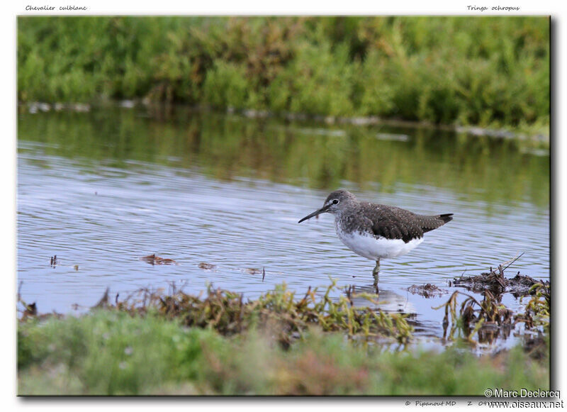 Green Sandpiper