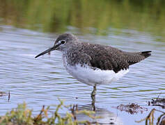 Green Sandpiper