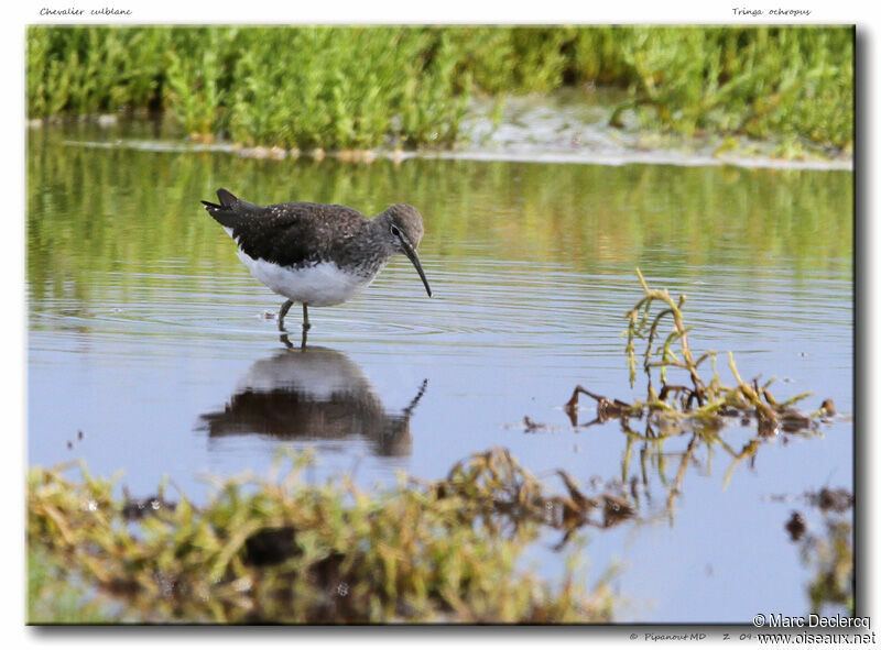 Green Sandpiper