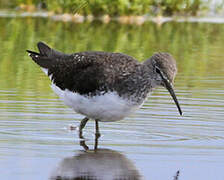 Green Sandpiper