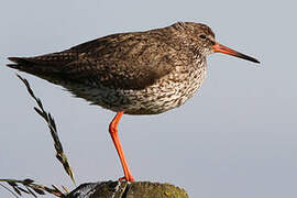 Common Redshank