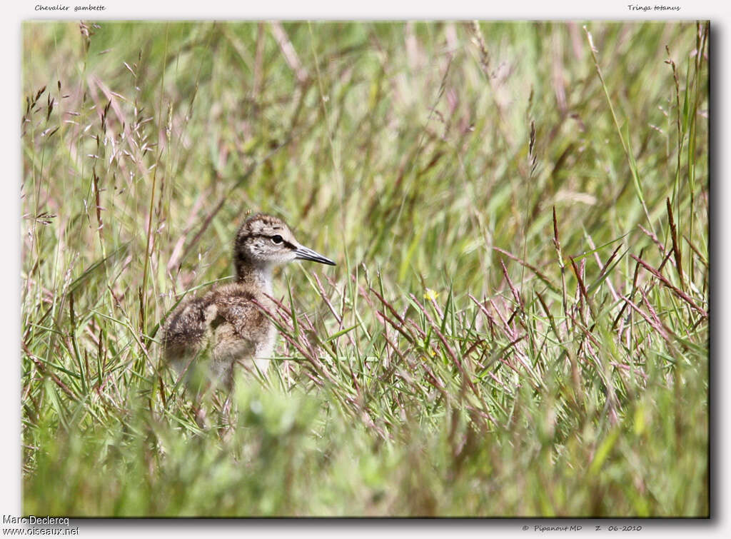 Chevalier gambettePoussin, identification