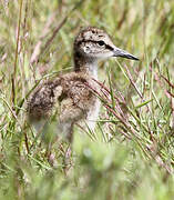 Common Redshank