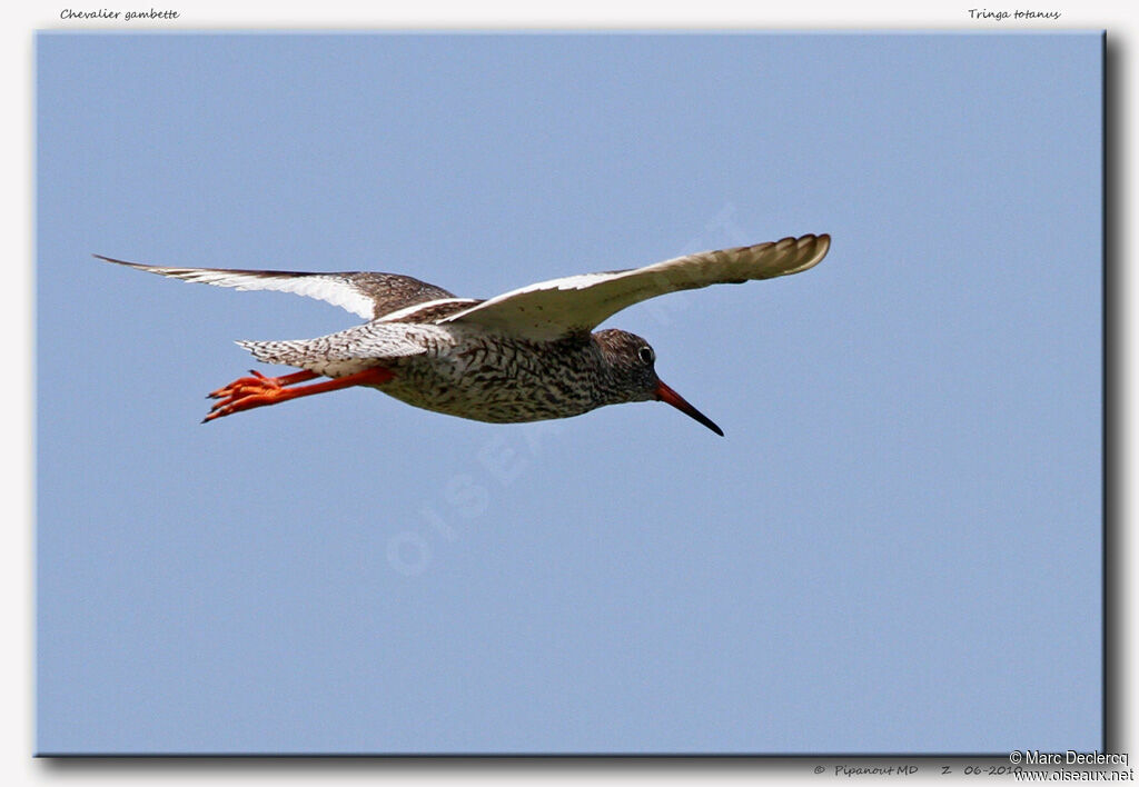 Common Redshankadult, Flight