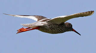 Common Redshank