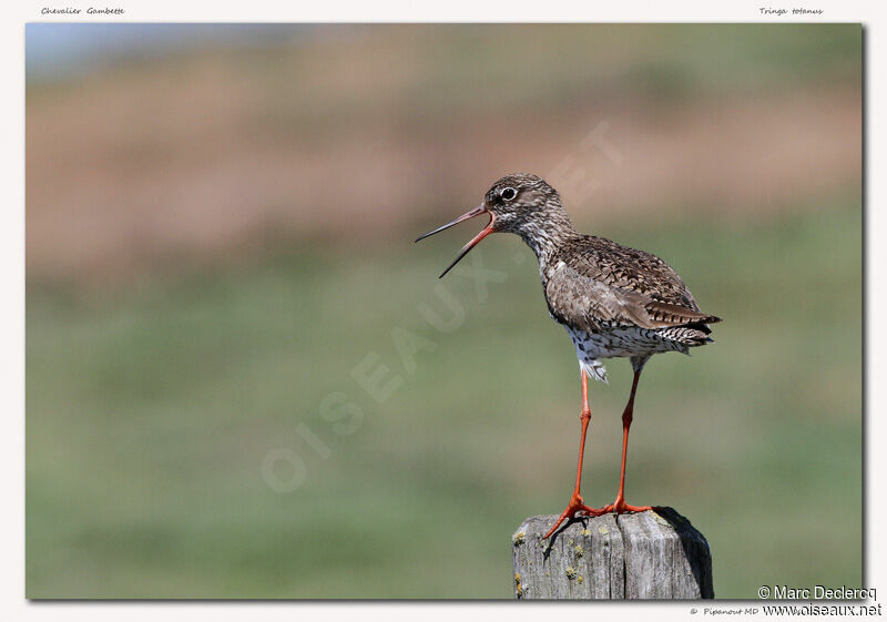 Common Redshank, identification