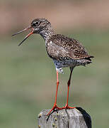 Common Redshank