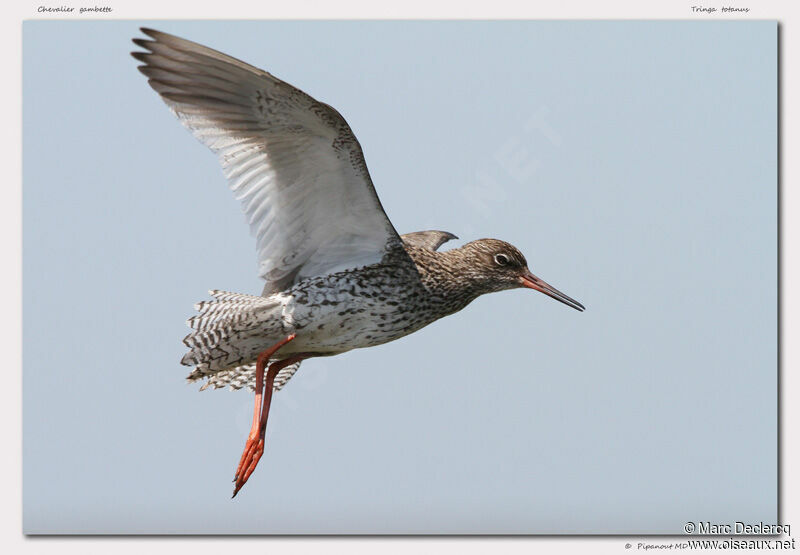 Common Redshank, Flight