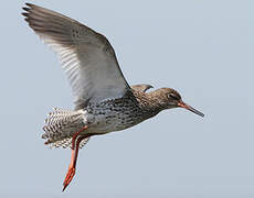 Common Redshank