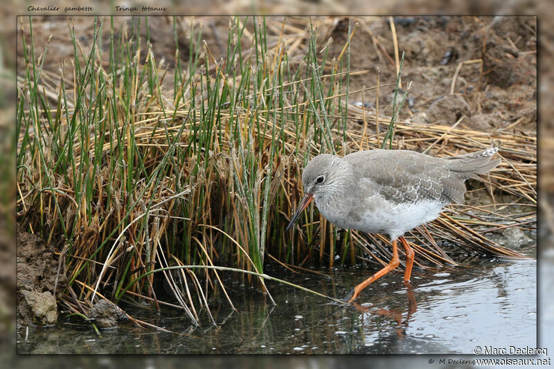 Common Redshank