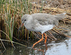 Common Redshank