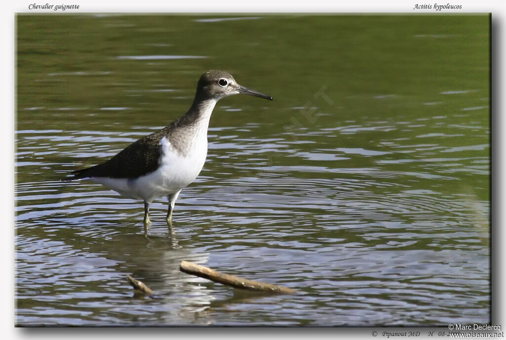 Common Sandpiper