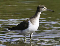 Common Sandpiper