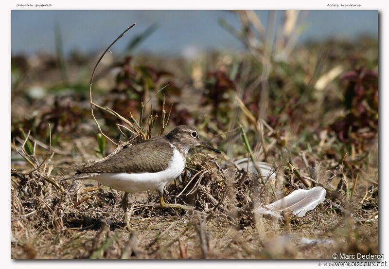 Chevalier guignette, identification