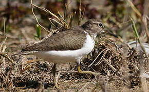 Common Sandpiper