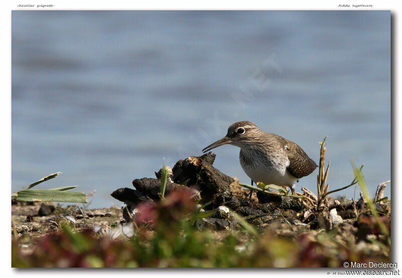 Chevalier guignette, identification