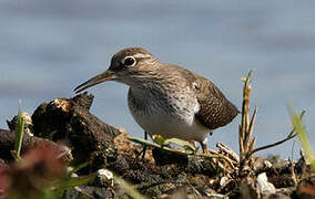 Common Sandpiper