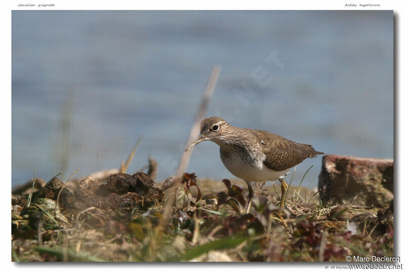 Chevalier guignette, identification