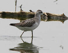 Marsh Sandpiper