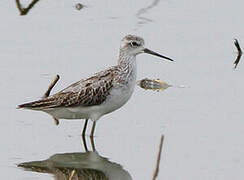 Marsh Sandpiper