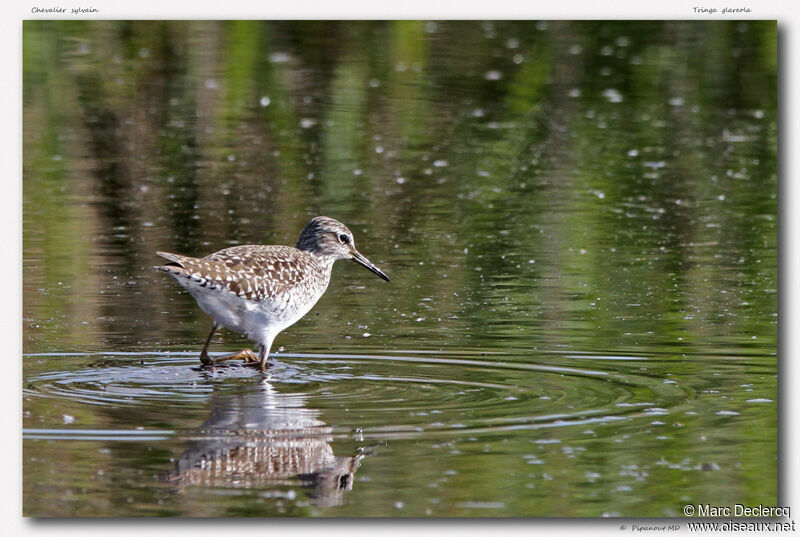 Wood Sandpiper, identification