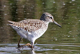 Wood Sandpiper