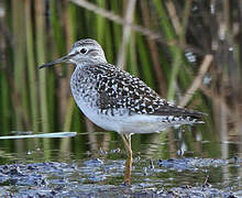 Wood Sandpiper