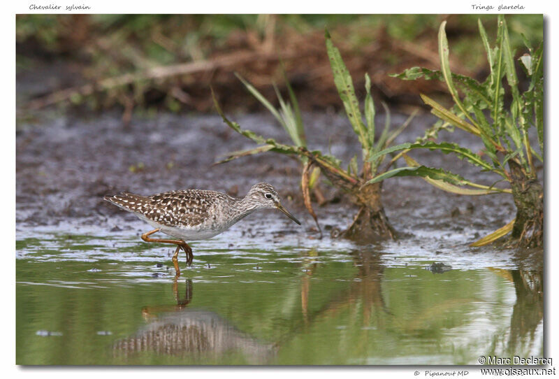 Wood Sandpiper, identification