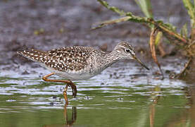 Wood Sandpiper