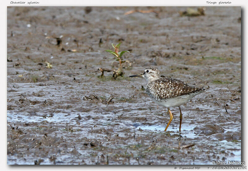 Wood Sandpiper, identification