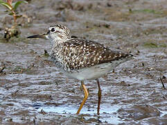 Wood Sandpiper