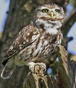 Little Owl