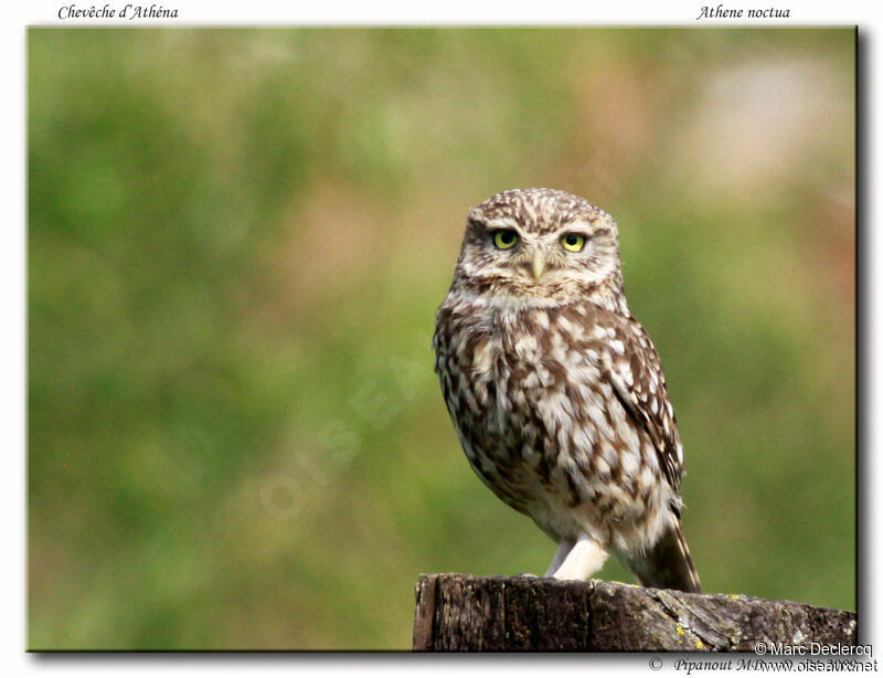 Little Owl