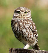 Little Owl