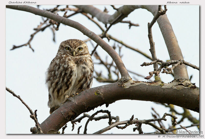 Little Owl, identification