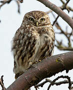 Little Owl