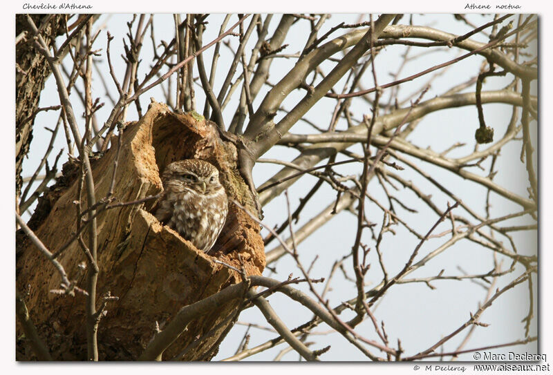 Little Owl, identification