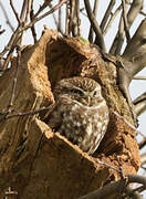 Little Owl