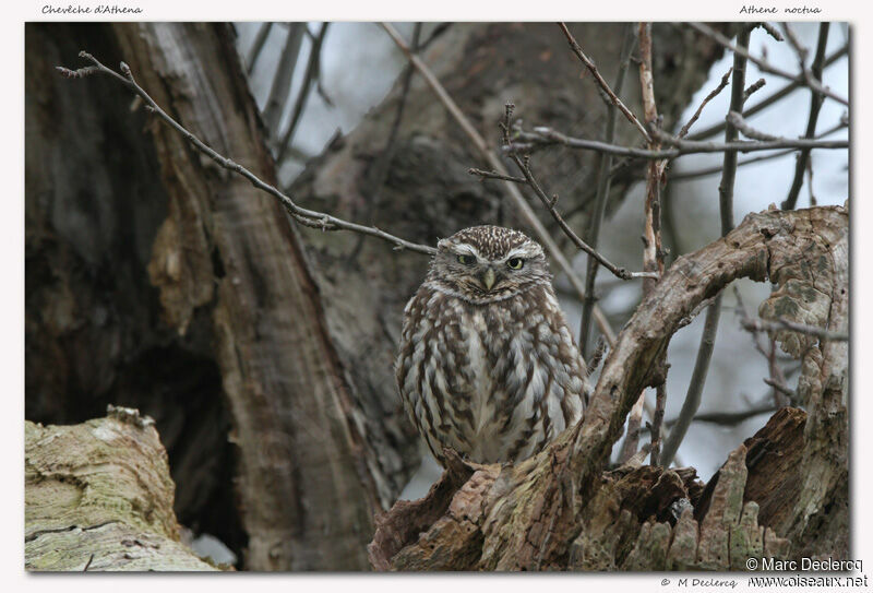 Little Owl, identification