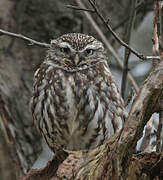 Little Owl