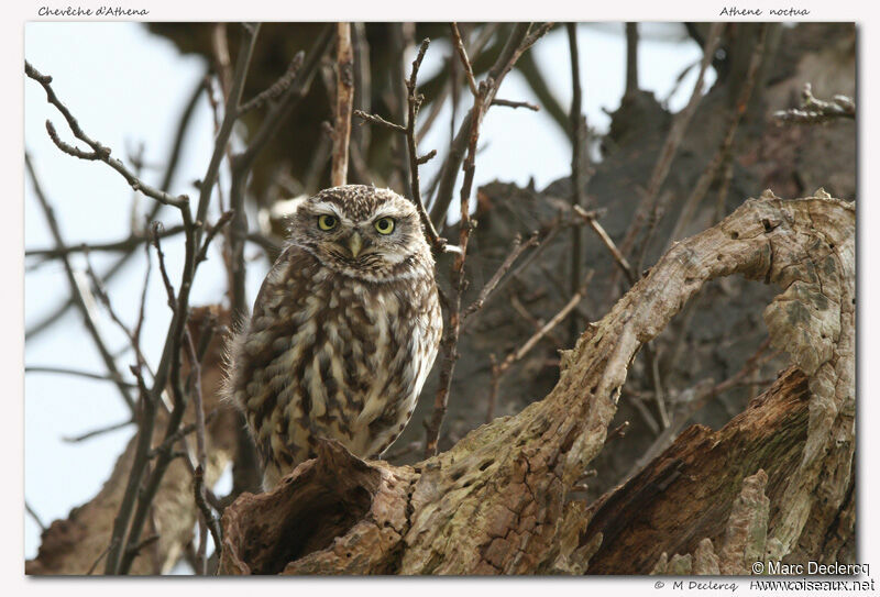 Little Owl, identification