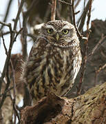 Little Owl