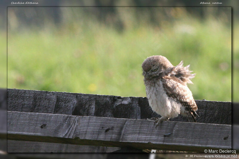 Little Owljuvenile, identification