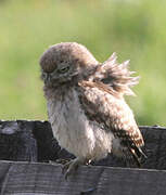 Little Owl