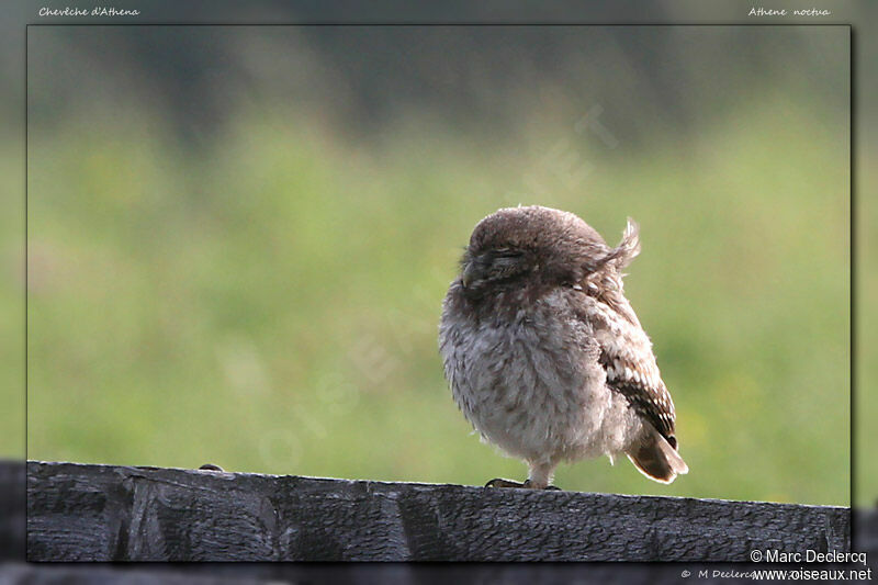 Little Owl