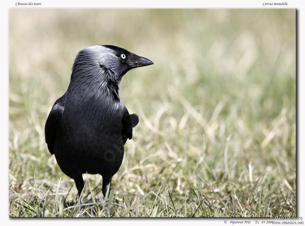 Western Jackdaw