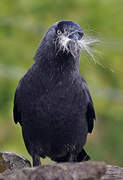 Western Jackdaw